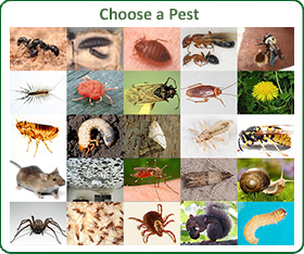 Choose a Pest