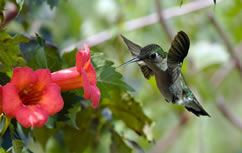 A rubythroated hummingbird drinks from a trumpet creeper vine