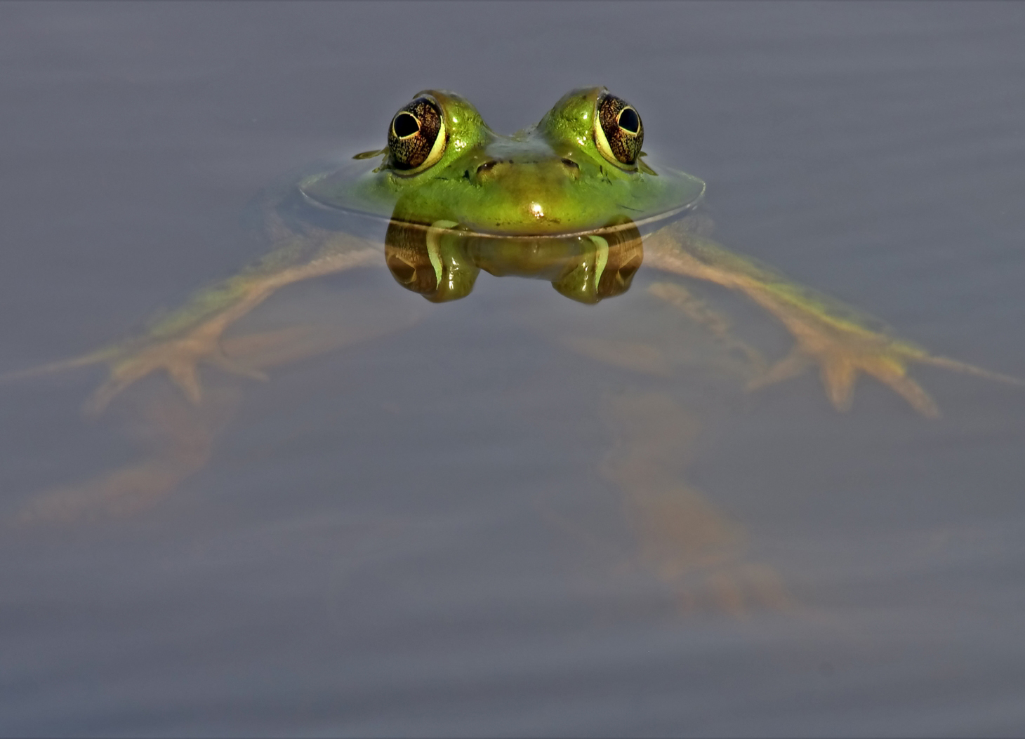 Do Goliath Frogs Live On Land Or In Water 43