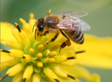 Bee on flower