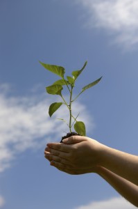 Hand with a green plant on a background of the sky