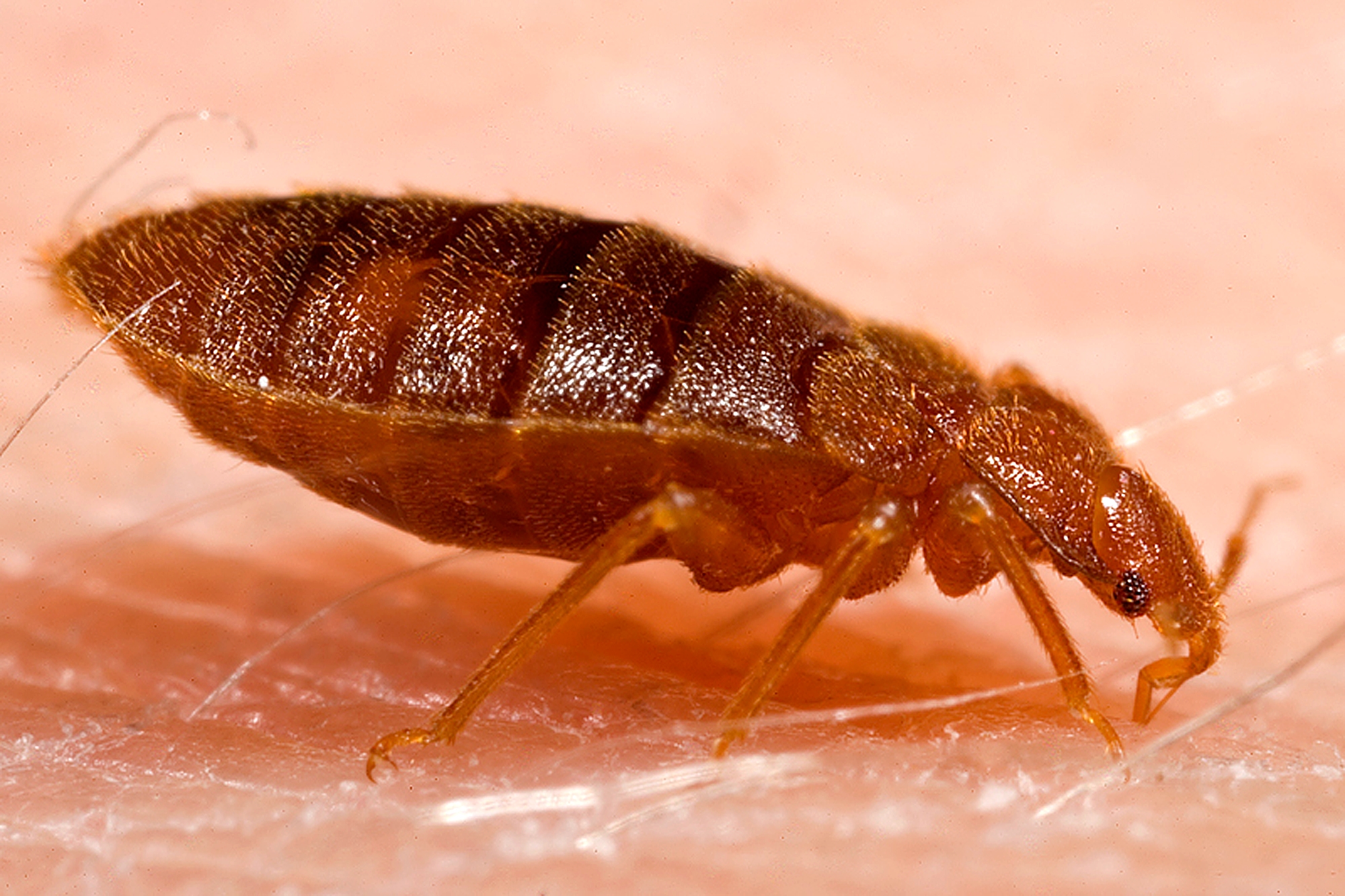 Bed Bugs Display Multiple Layers of Resistance to Pesticides