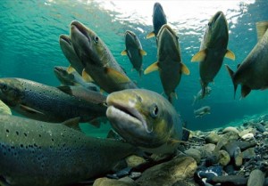 spawning salmon