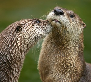 otters