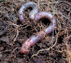 earthworm