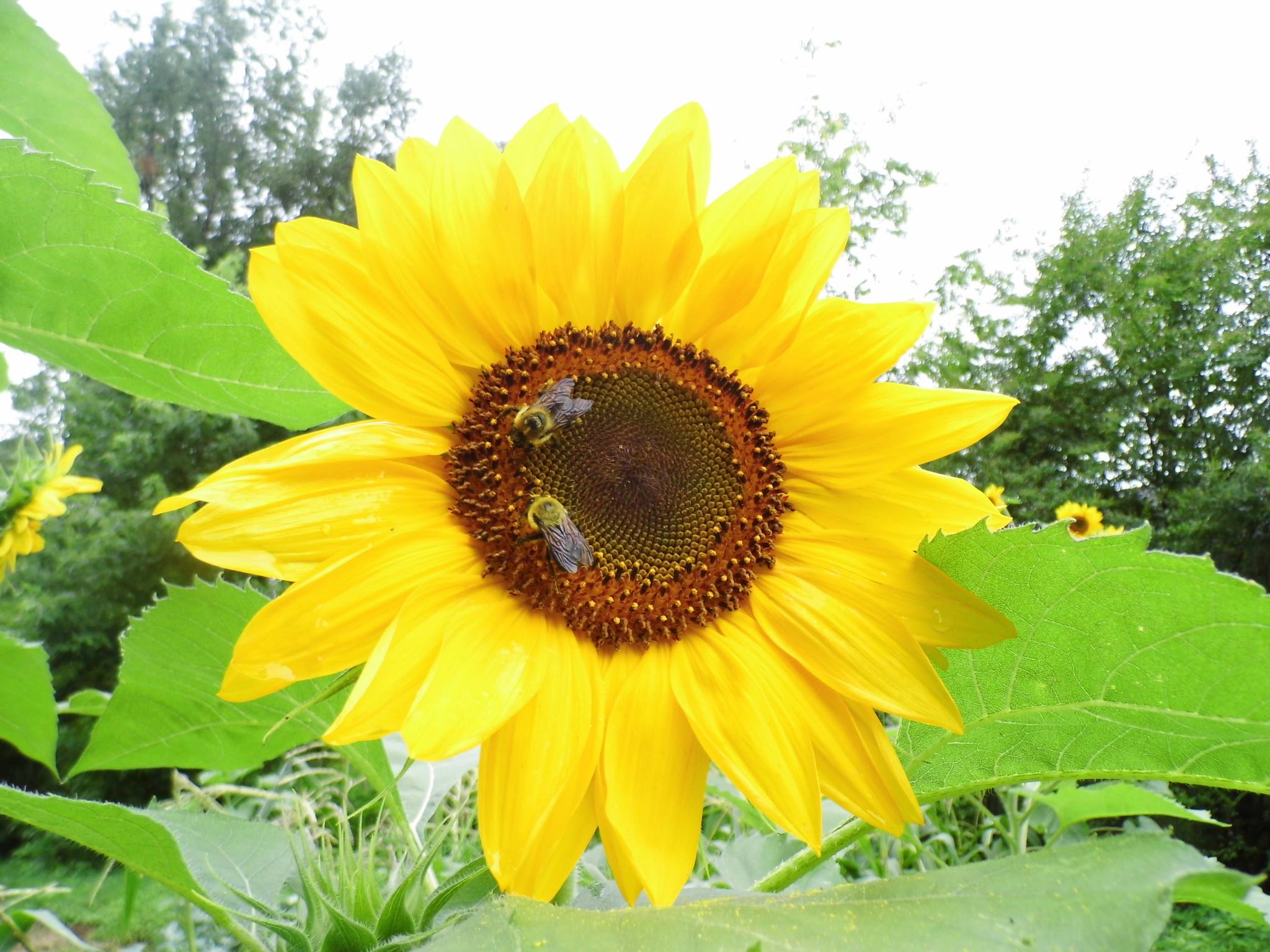 Angela Coday Nashville TN Bumblebees on Sunflower in our garden