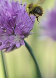 Gina Howe Kent WA Bees and Chives in Kent Wa3