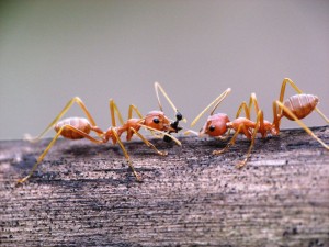 Weaver_ants_with_prey