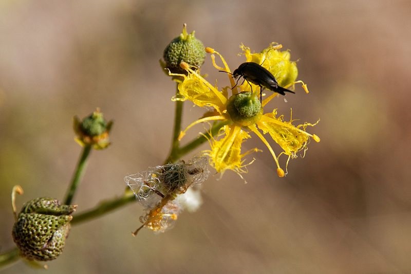 When it’s hazardous to have pollinators in your garden