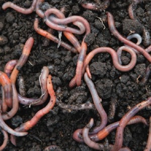 Earthworms