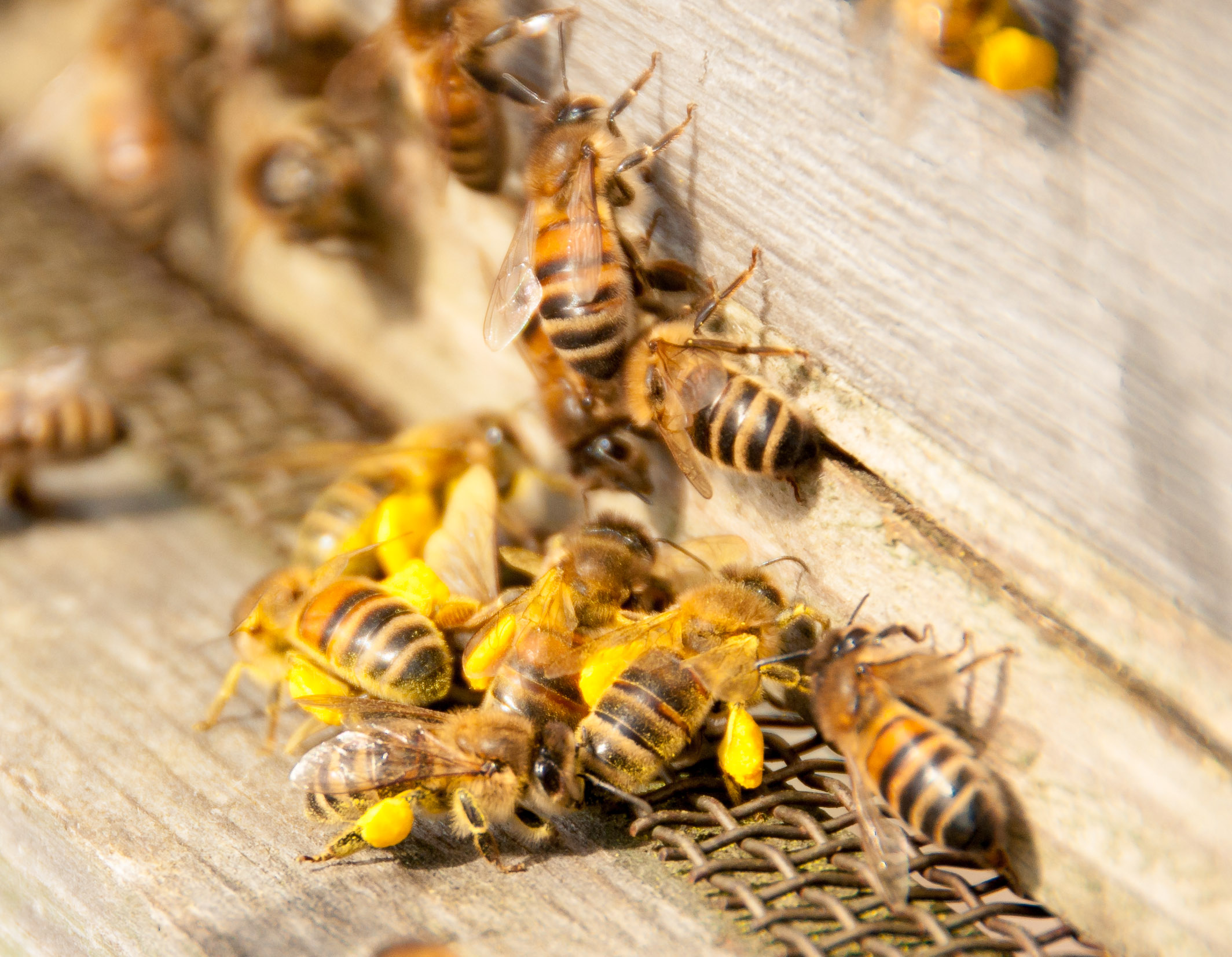 Honeybees