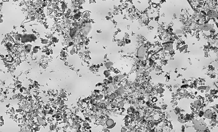 Diatomaceous Earth Bright Field