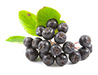 aronia