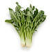 chicory