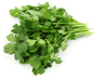 cilantro