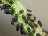 aphids