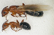 carpenter ants