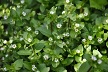 chickweed