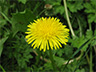 dandelions