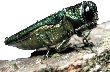 emerald ash borer