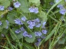 ground ivy