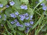 ground ivy