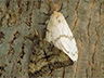 gypsy moths