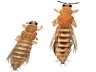 thrips