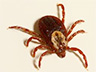 ticks