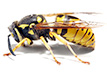 wasps and yellowjackets