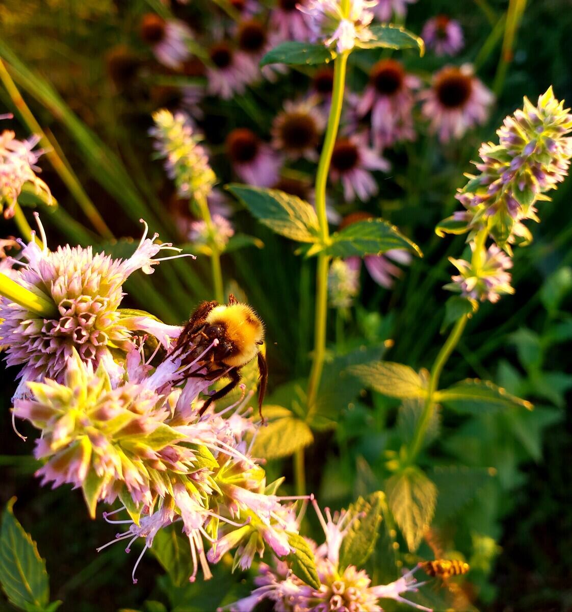 Bumblebee at sunset on some Anise Hyssop by Kristen Campisi