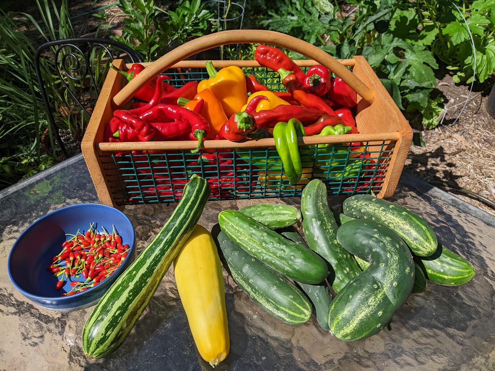 Summer Harvest of Homegrown Organic Veggies! by Madeleine Starky