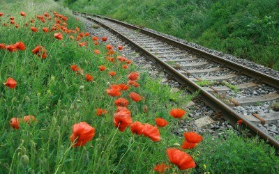 railroad with poppy flowers Stock Photo - 7577656