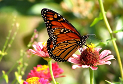 Biology: monarch butterfly pollinating flower in butterfly garden, danaus plexippus closeup - with a balanced biodiversity the food chain will work -  join us to learn why butterfly conservation is essential for human life