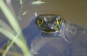 frog