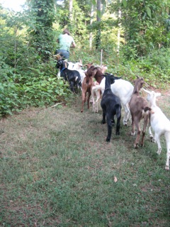 Alix Bowman leads her her goats into the thicket (photos by Allen Spalt)