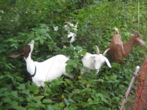 Goats at work