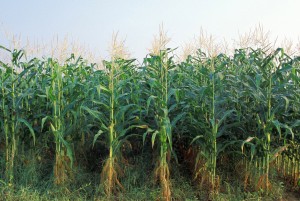 corn-and-weeds
