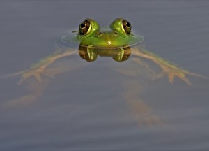 water-frog