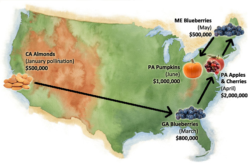 Economic impact of a single bee-kill incident by pesticides