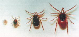 Above: left to right: larva, nymph, male and female I. scapularis. Below top: unfed and engorged female. Below bottom: female with egg mass. 