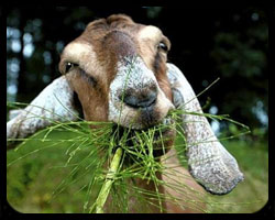 Grazing Goat