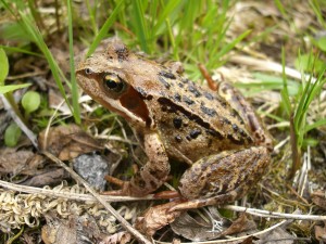 Common_Frog(Norway)