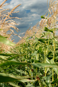 Young vegetation on a corn field