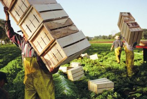 farm worker2