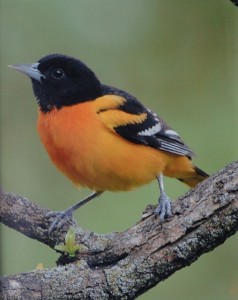 Baltimore-Oriole