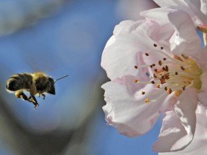 bee-almond-blossom
