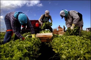 farmworkers_1227834a