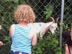 child goat
