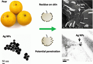 nanosilver penetration into a pear